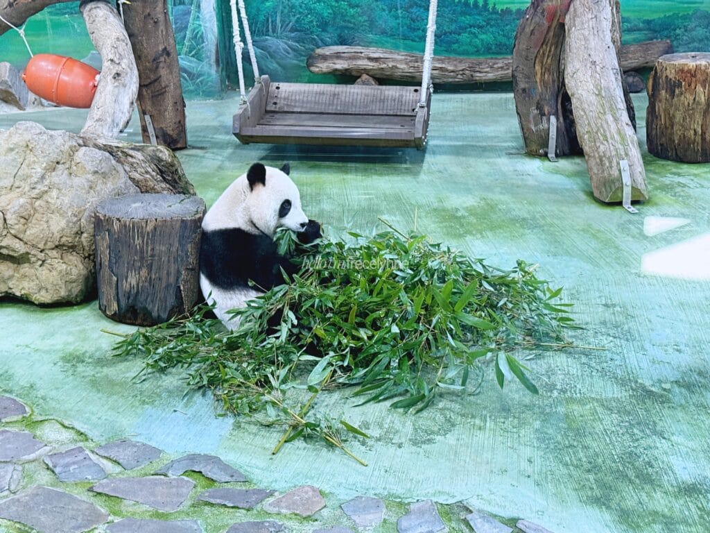 Taipei Zoo_Guide to Taipei_056_helloimfrecelynne