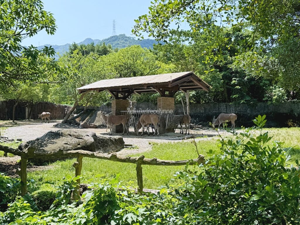 Taipei Zoo_Guide to Taipei_125_helloimfrecelynne