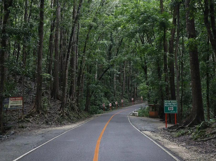 Why Everyone Pulls Over at the Bilar Man-Made Forest in Bohol